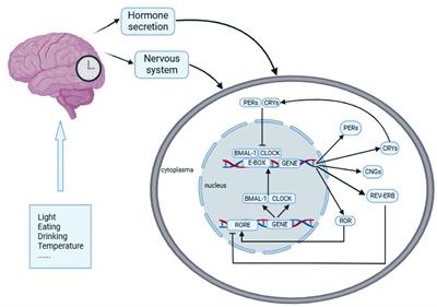 Sleep and circadian rhythm disturbance in kidney stone disease: a narrative review